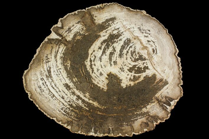 Polished Petrified Wood (Dicot) Round - Live Oak County, Texas #144662